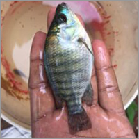 Alive Farming Fish Seed