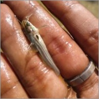 Alive Farming Fish Seed
