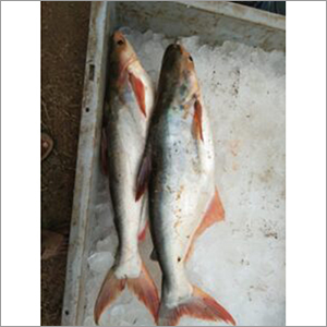 Alive Farming Fish Seed