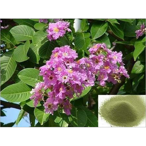 Green Natural Banaba Leaf Extract Powder