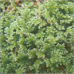 Azolla