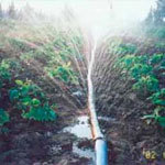Rain Pipe