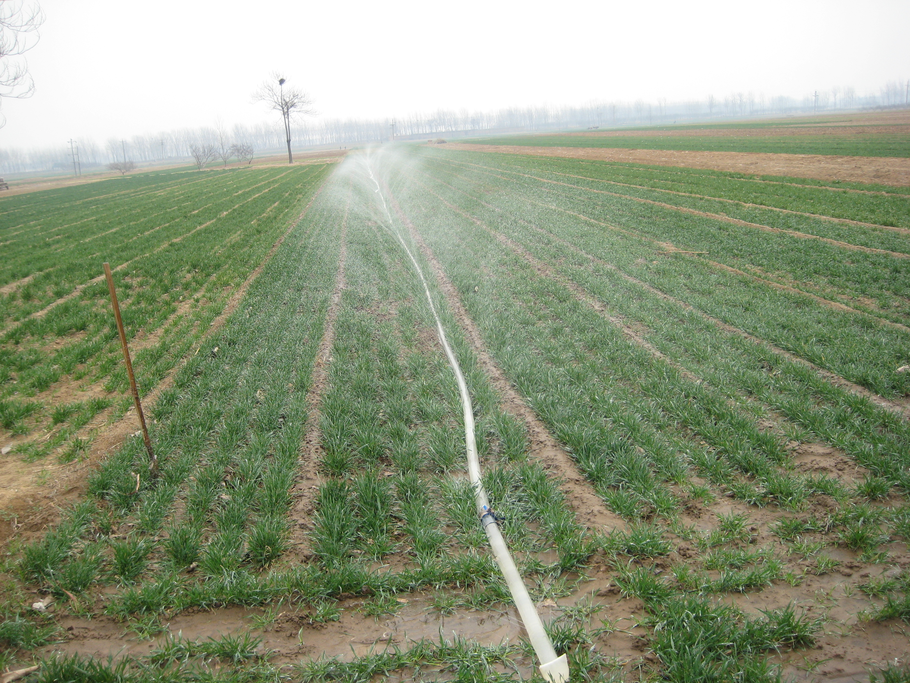 Rain Pipe