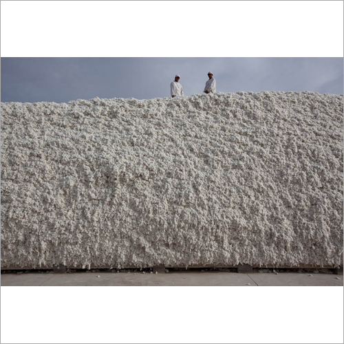 Organic Raw Cotton - Premium Quality Fibers, Hypoallergenic And Eco-friendly Properties
