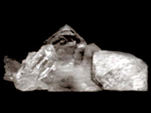Siliqua
