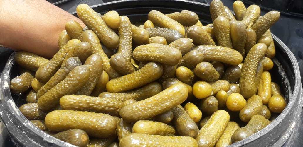 Gherkins, Cornichins , Cucumbers, Pepinillo, Preserving Compound: As Per Specs