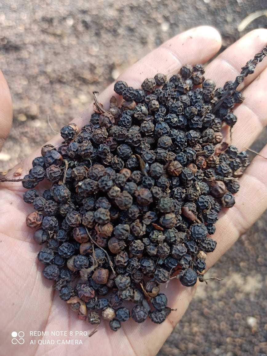 Pepper Papad - Black Pepper, 10 Cm Diameter , Round Shape, Brown Color, 100g Weight, 6 Months Shelf Life