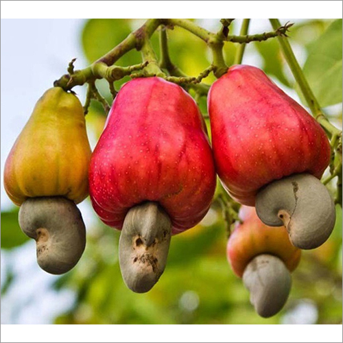 Cashew Nuts
