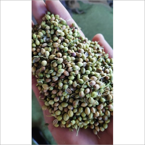 Coriander Seeds - Small Roundish Greenish-Brown Seeds, Low Moisture | Fresh Seeds, High Purity, Great Flavor, Natural Aroma, Pure Quality