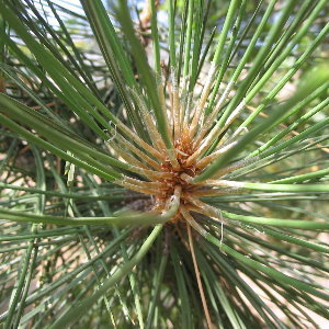 सीडरवुड ऑयल