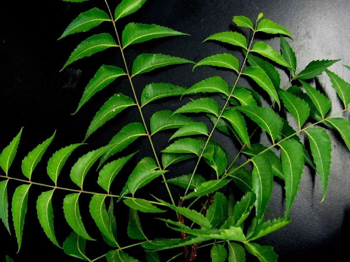 Neem Capsule - High-grade Herbal Capsules For Blood Purification, Facial Acne Treatment & Gastrointestinal Health | Natural Adults Dosage - 2 Capsules Daily