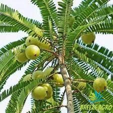Amla Churna Age Group: Suitable For All Ages