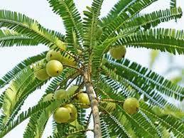 Amla Churna Age Group: Suitable For All Ages