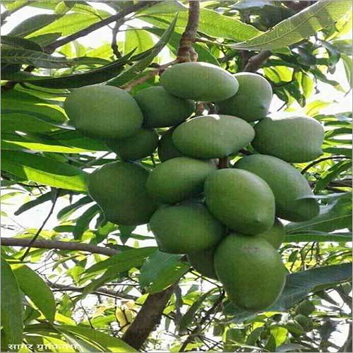Mango Plant - Customized Size, Long Life Leaves | Premium Mango Variety