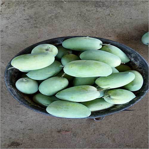 Mango Plant - Customized Size, Long Shelf Life Years | Premium Quality Leaves