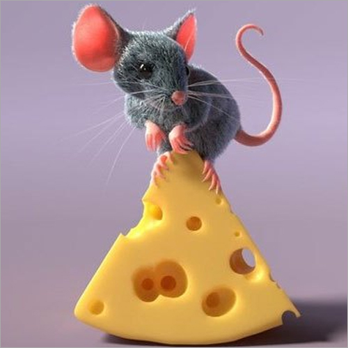 Rat Pest Control Services - Eco-friendly Natural Spray Treatment , 1-12 Month Offline Service For Effective Rat Elimination