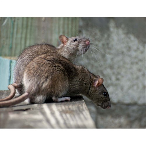 Rat Pest Control Services - Eco-friendly Natural Spray Treatment , 1-12 Month Offline Service For Effective Rat Elimination