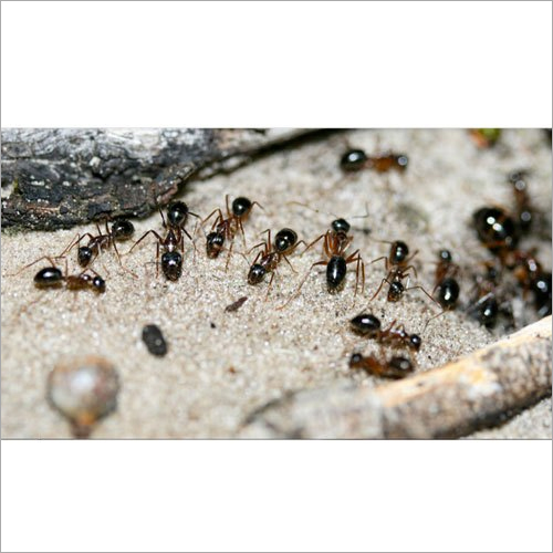Ants Pest Control Services - Eco-friendly Natural Pesticide Treatment | Expert Oline Service, Safe Spray Methodology, 1-12 Month Duration