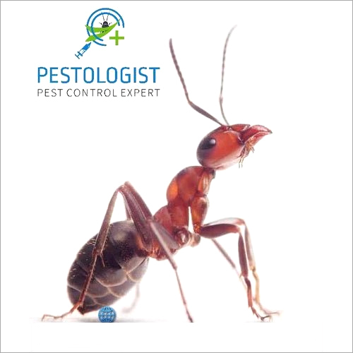 Ants Pest Control Services - Eco-friendly Natural Pesticide Treatment | Expert Oline Service, Safe Spray Methodology, 1-12 Month Duration