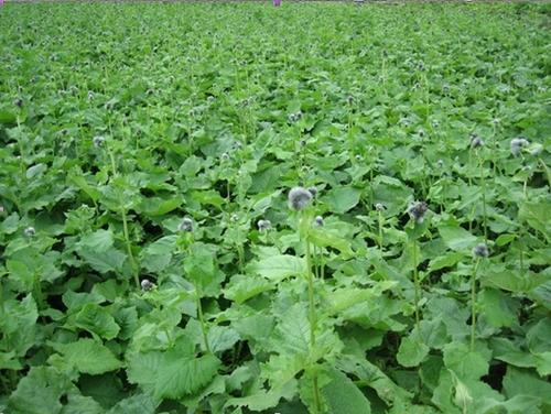 Herbal Medicine Costus Root