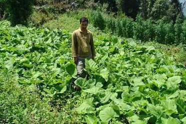 Herbal Medicine Costus Root