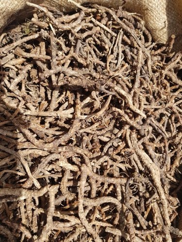 Picrorhiza Kurroa Ingredients: Natural Herbs