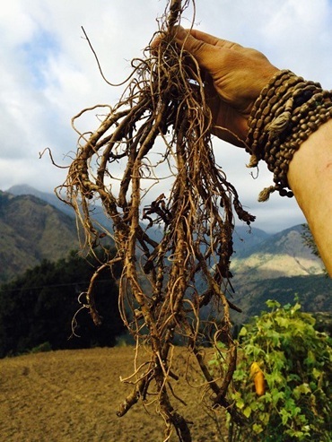 Picrorhiza Kurroa Ingredients: Natural Herbs