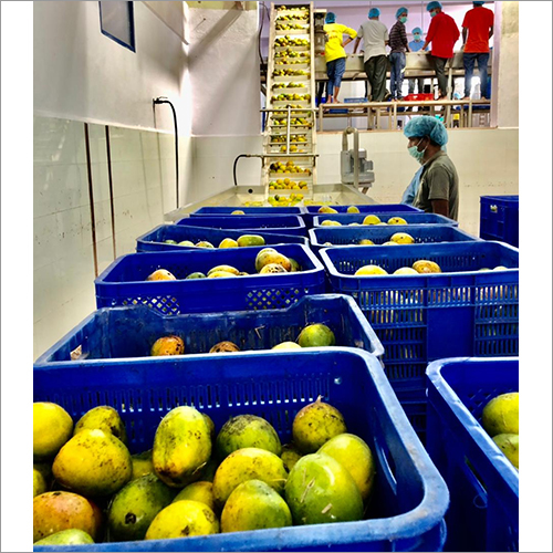 Fresh Mango - Medium Size, Yellow Color | Alphonso Variety, Packed In Crates, 7-10 Days Shelf Life