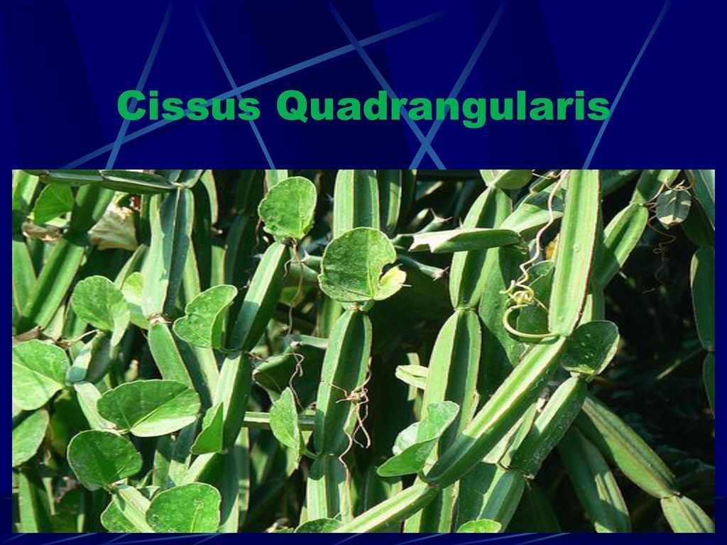 Cissus Quadrangularis - Premium Herbal Extract , Natural Joint Support And Wellness Solution