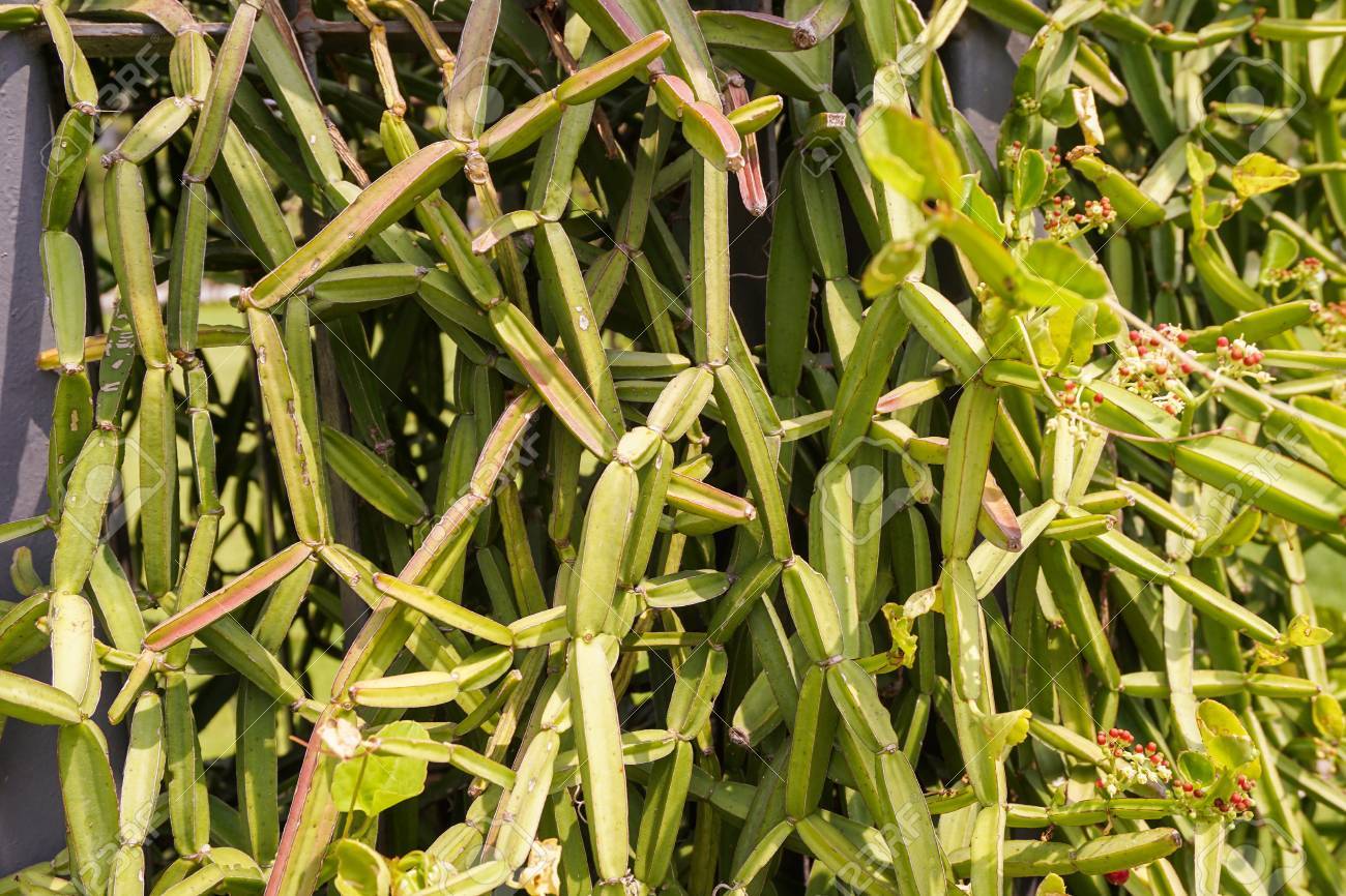 Cissus Quadrangularis - Premium Herbal Extract , Natural Joint Support And Wellness Solution