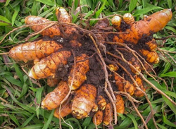 Herbal Medicine Curcuma Longa