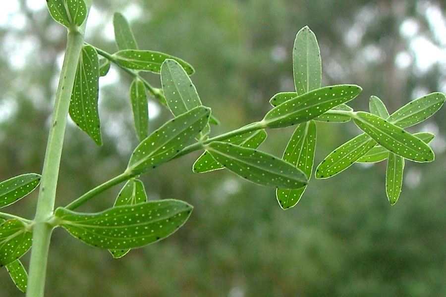 Herbal Medicine Hypericum Perforatuml