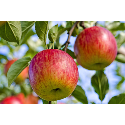 Fresh Apples