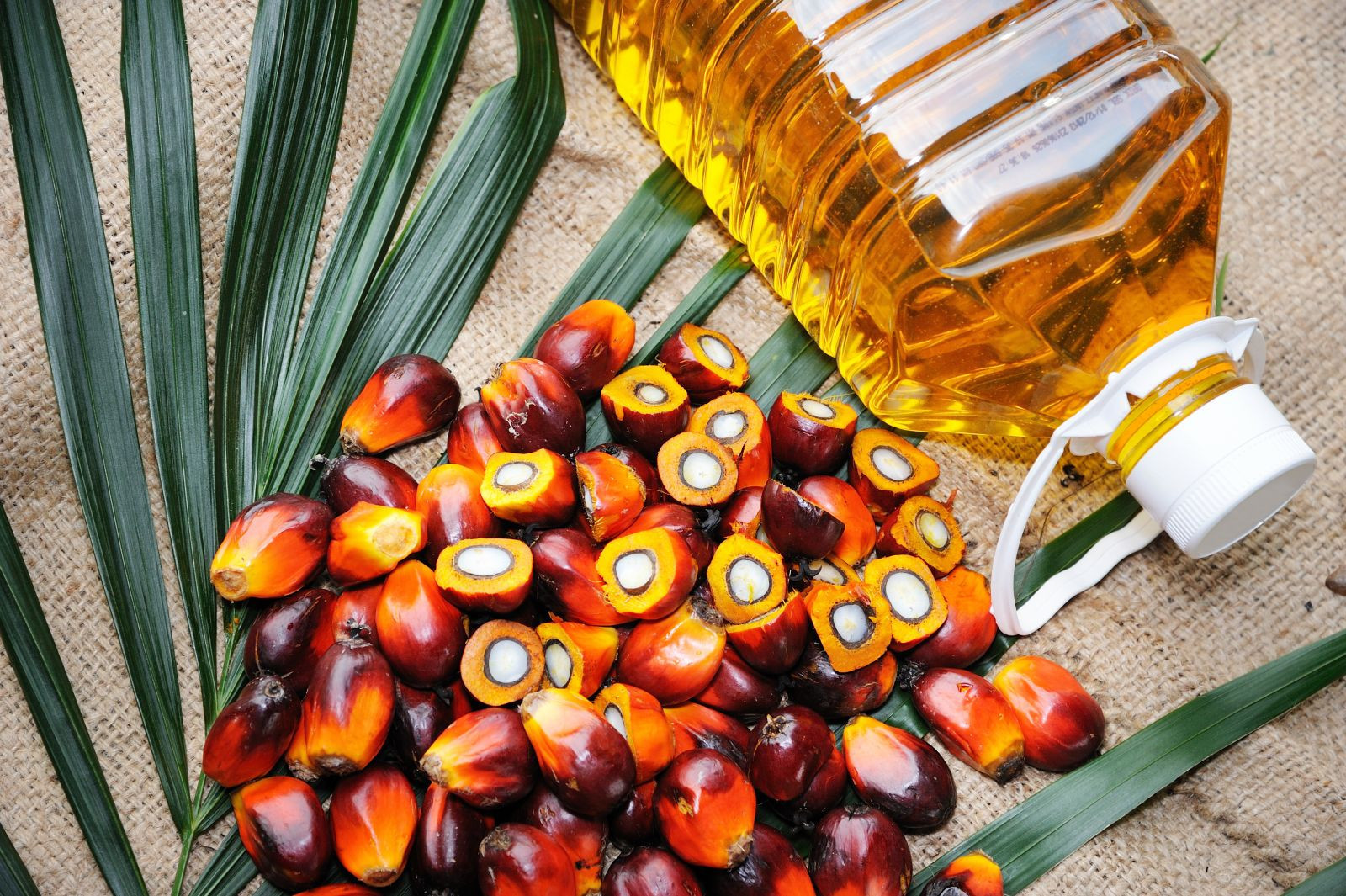 Palm Oil Application: Edible