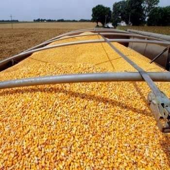 Open Air Yellow Corn