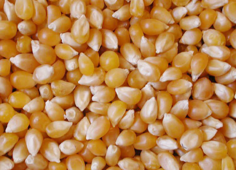 Open Air Yellow Corn