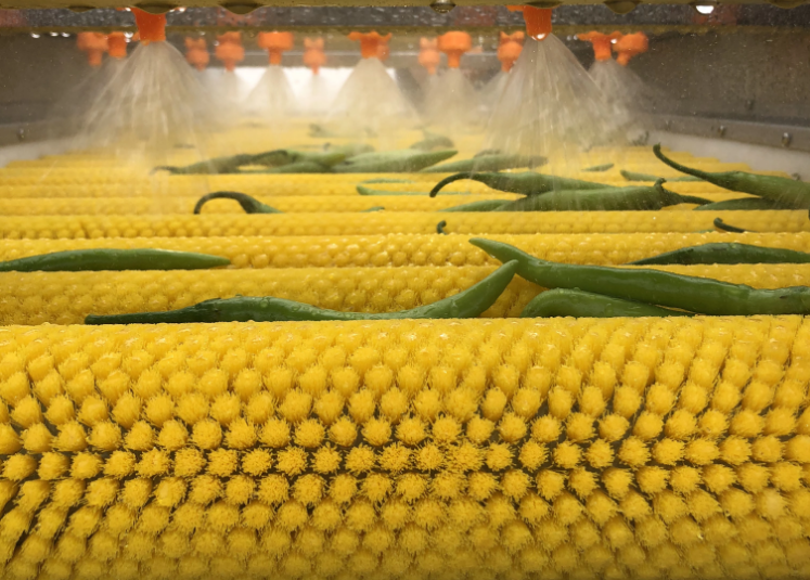 Hq-4-800 Blueberry Mullberry Cherry Olive Loquat Roller Brush Spray Washing Machine Capacity: 1000-1500 Kg/hr