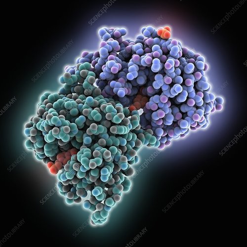 बीटा ग्लुकेनेज अनुप्रयोग: फार्मास्युटिकल उद्योग