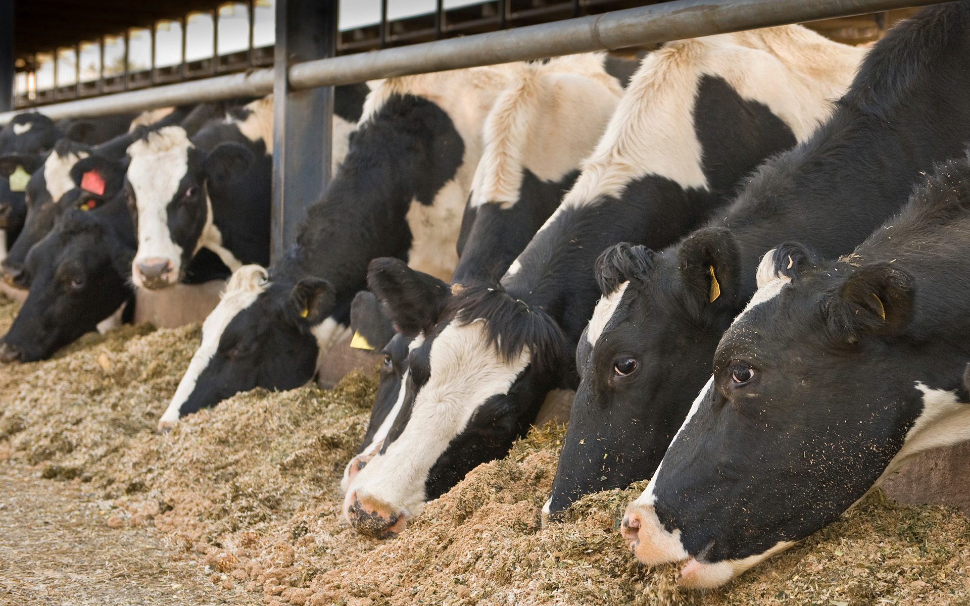 Brown Animal Feed