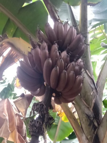 Open Air Red Banana