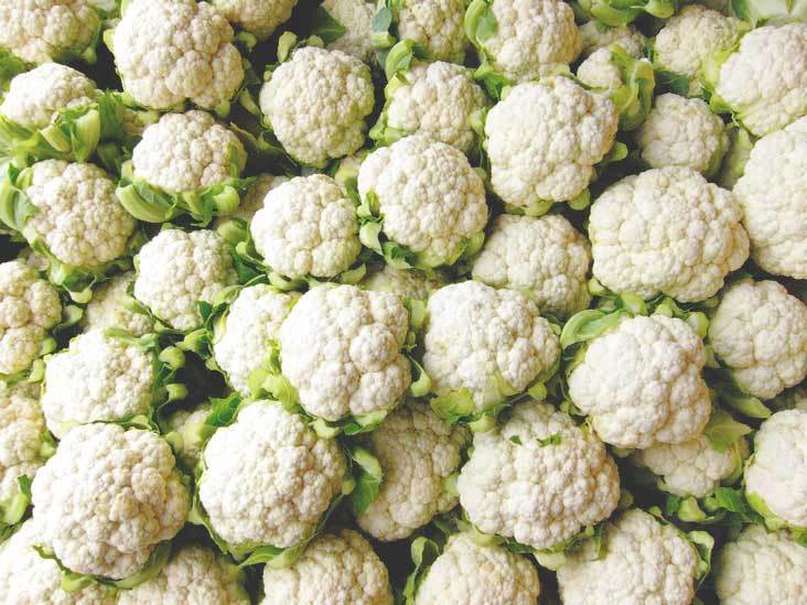 Cauliflower - 20 Kilograms, White Color | Low-carb, Open Air Cultivated, 1 Month Shelf Life, Nutrient Rich