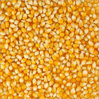 Yellow Maize