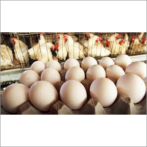 मुर्गी के अंडे