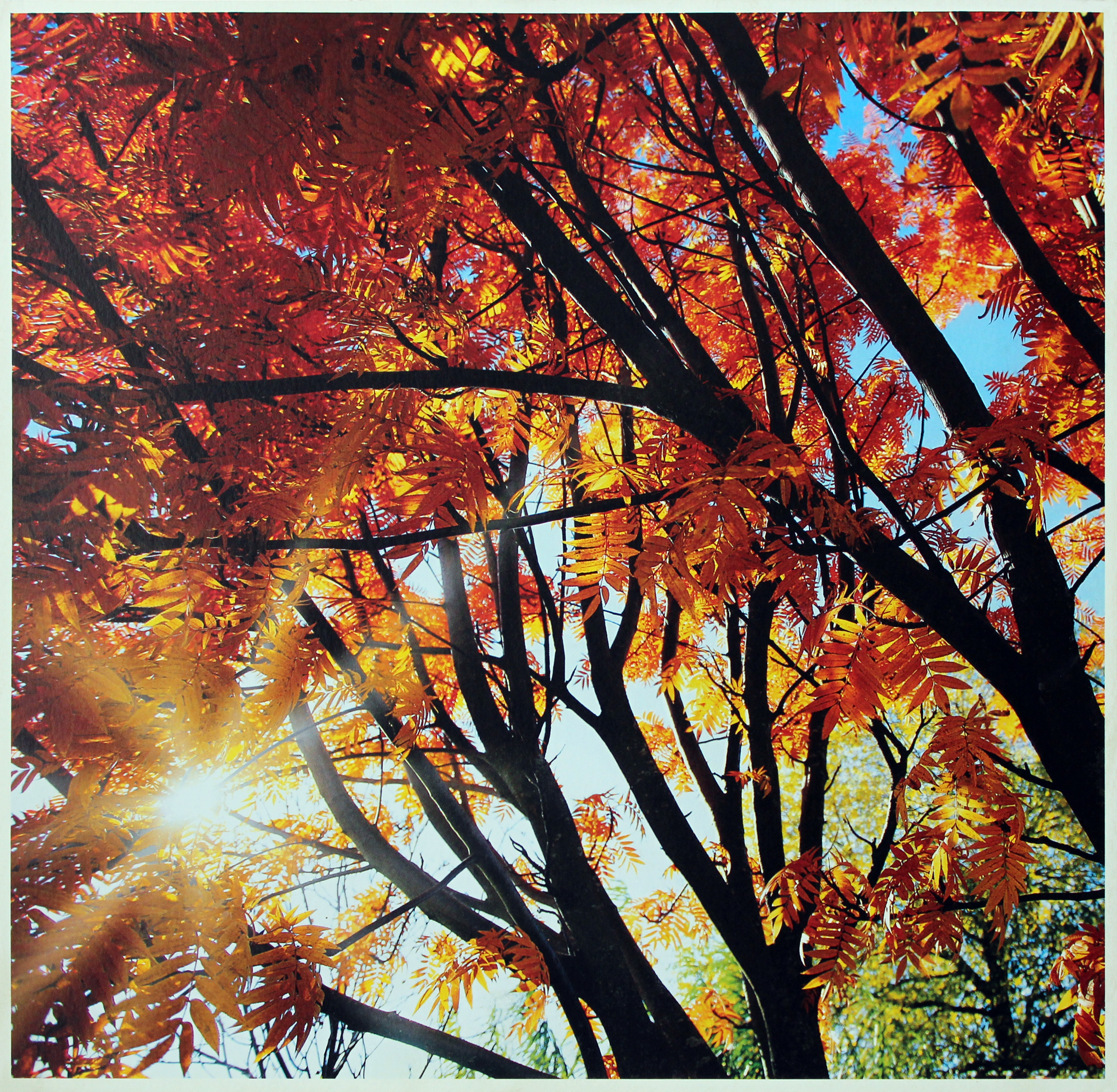 Nature Theme Poster Paintings - Handcrafted Artwork, Multi Color, Rectangle | Intricate Design, Zero Maintenance, Customization Available
