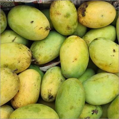 Fresh Mango - Medium Round Shape, Green Color | Organic Cultivation, Sweet Taste, High Fiber, Vitamin C and A Rich