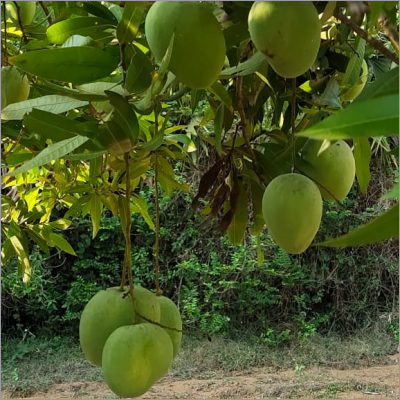 Green Fresh Mango
