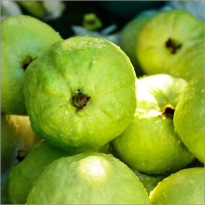 Fresh Guava - Organic, Medium Size, Round Shape, Green Color | Sweet Taste, Perfect For Juicing And Cooking
