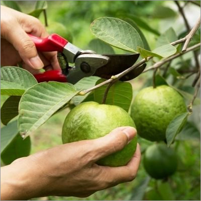 Fresh Guava - Organic, Medium Size, Round Shape, Green Color | Sweet Taste, Perfect For Juicing And Cooking