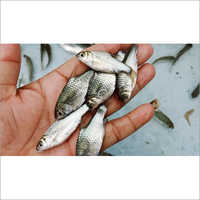  जापानी पुटी मछली के बीज