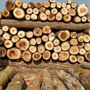 Eucalyptus Wood